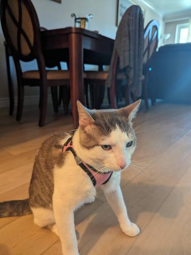 Lost Male Cat last seen Lanyard and Windhill , Toronto, ON M9M 1Y2