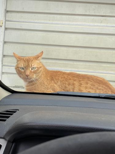 Lost Male Cat last seen TN DMV , Sullivan County, TN 37617