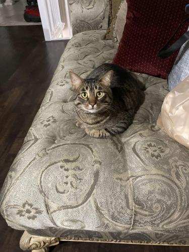 Lost Male Cat last seen 25 Mile/ Hayes ( Candle St. & Pimento), Macomb Township, MI 48044