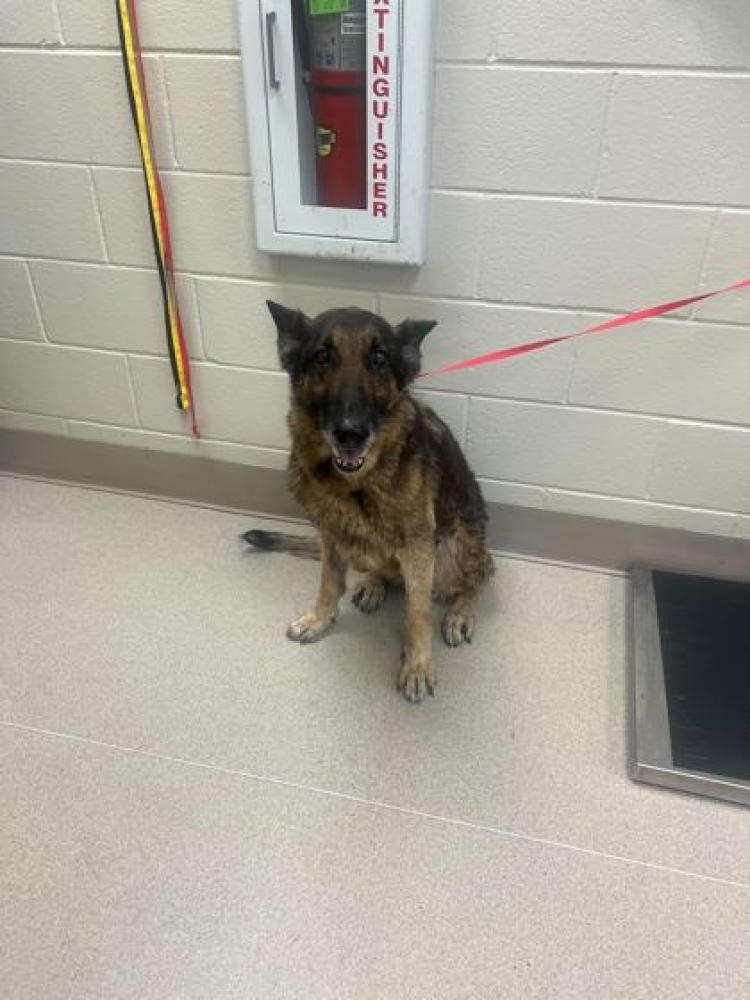 Shelter Stray Female Dog last seen Exit 135 HWY 662 & HWY 90, 70356 - Gibson, LA, Gray, LA 70359