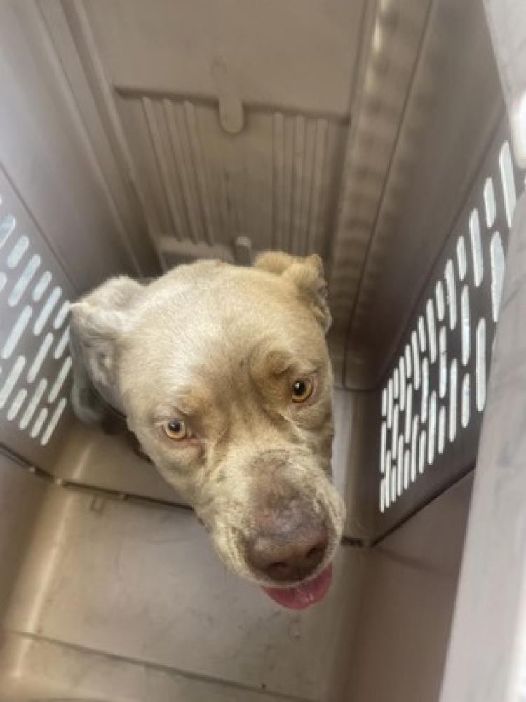 Shelter Stray Male Dog last seen Mount Campbell & Jensen, Reedley Zone Fresno CO 4 93654, CA, Fresno, CA 93706