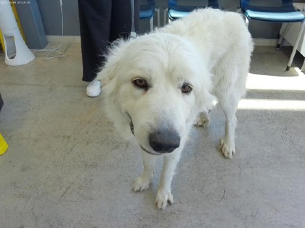 Shelter Stray Female Dog last seen Near northwest ct, North District, TX, Fort Worth, TX 76119