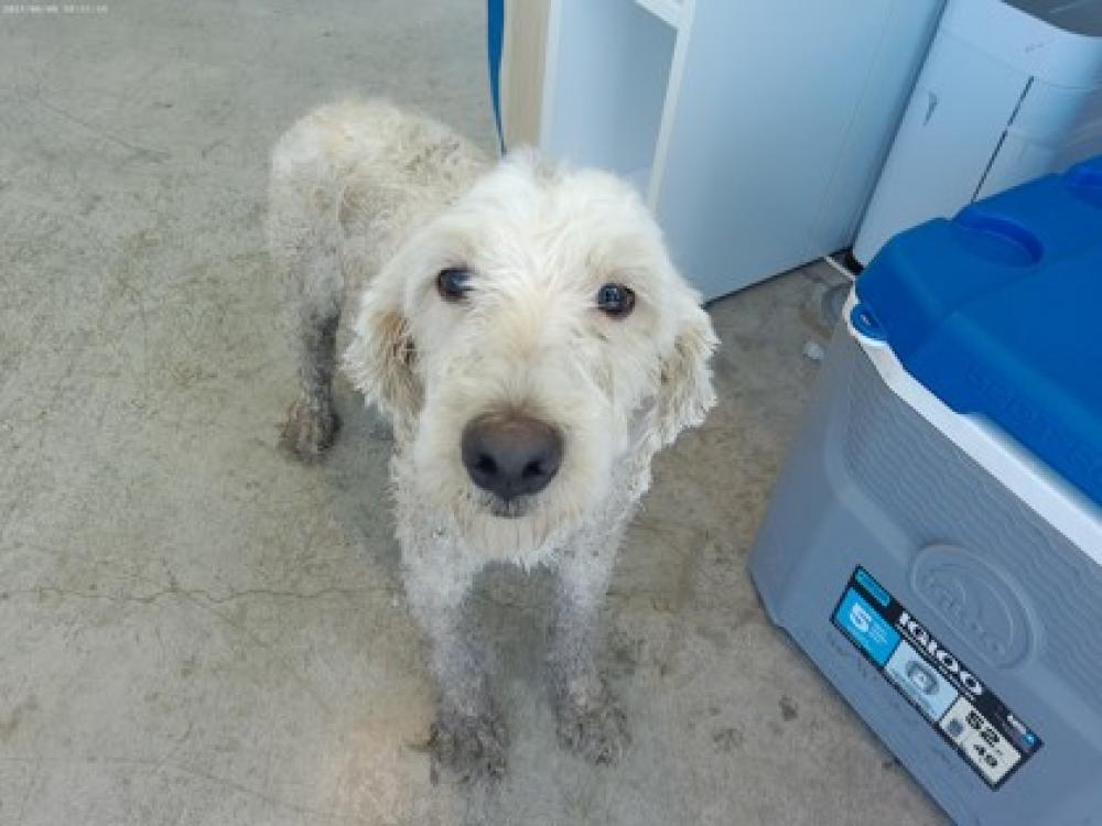 Shelter Stray Female Dog last seen , TX , Fort Worth, TX 76119