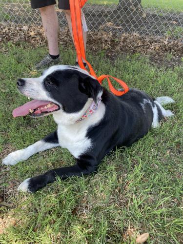 Found/Stray Female Dog last seen Dairy Queen on East Broad in Mansfield, TX, Mansfield, TX 76063