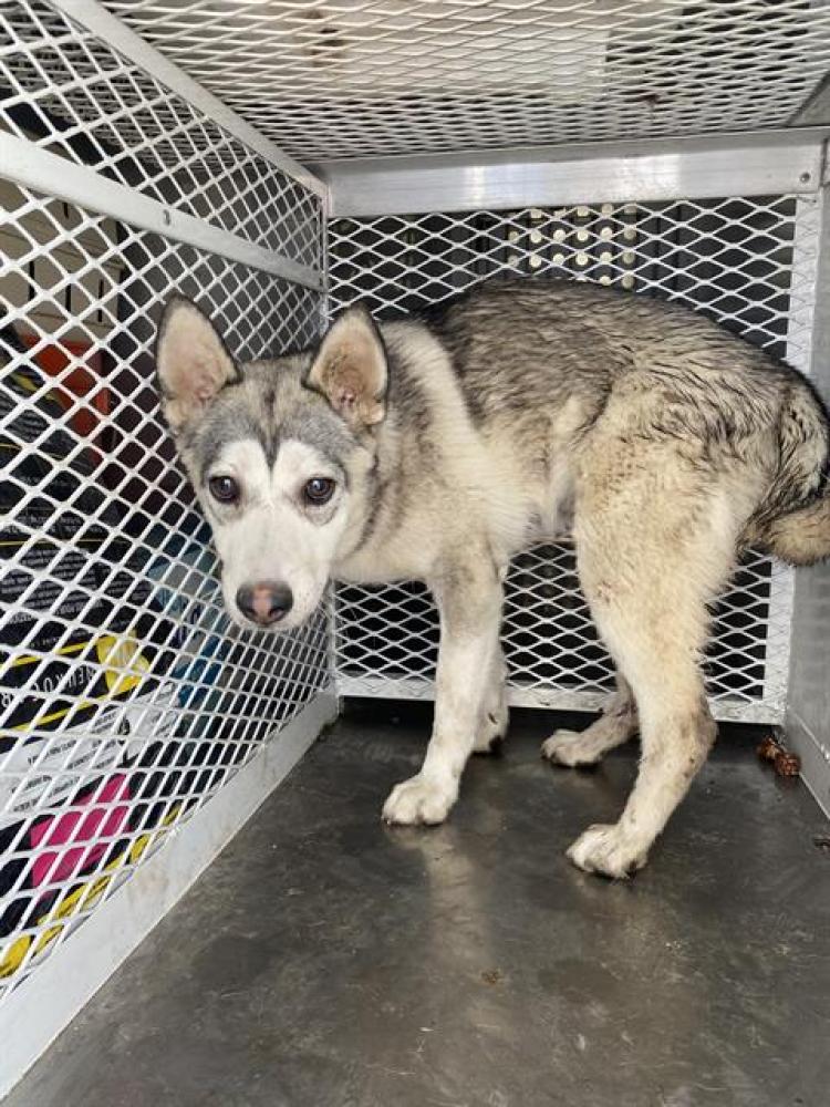 Shelter Stray Female Dog last seen Near BLOCK SPARLING AVE, BAKERSFIELD CA 93307, Bakersfield, CA 93308