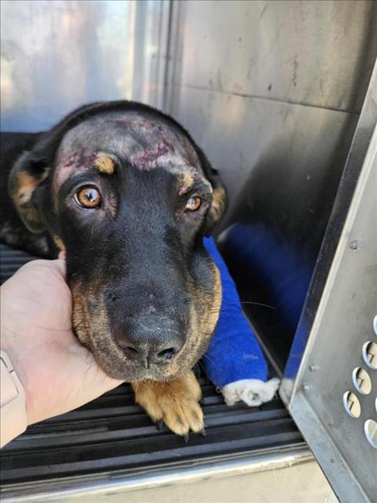 Shelter Stray Male Dog last seen Near BLOCK METRIC BLVD, Austin, TX 78702