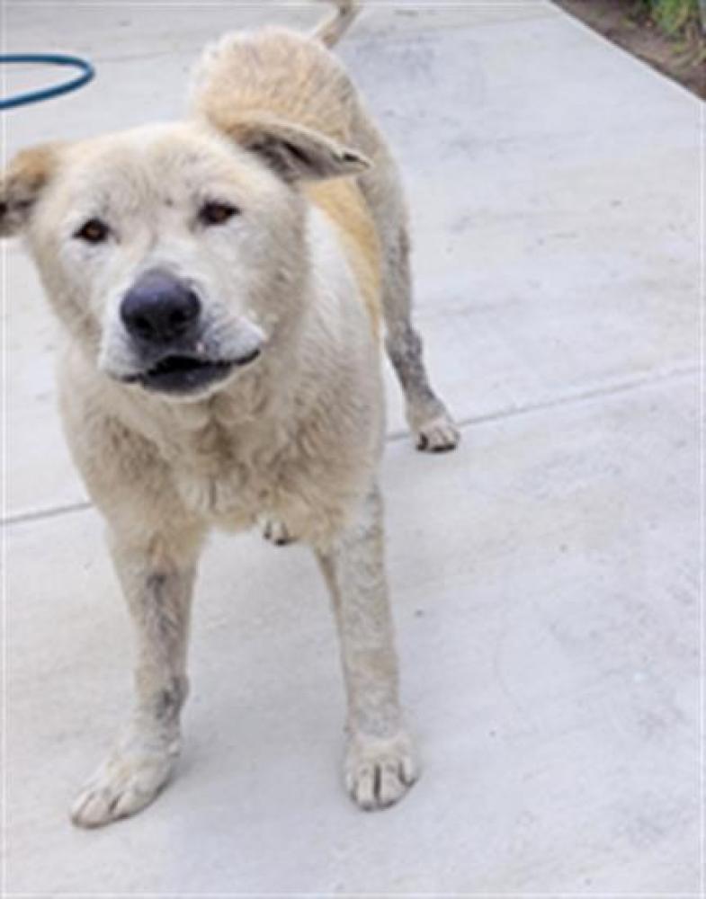Shelter Stray Male Dog last seen , Los Angeles, CA 90047