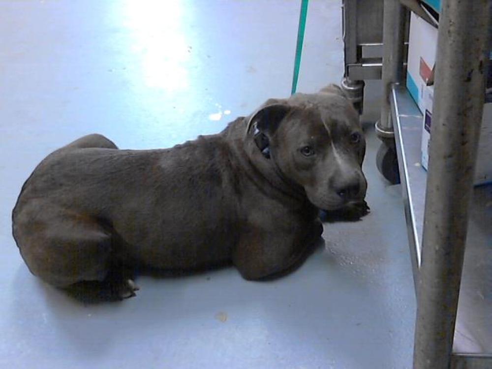 Shelter Stray Male Dog last seen Near RIM RD, FAYETTEVILLE NC 28314, Fayetteville, NC 28306