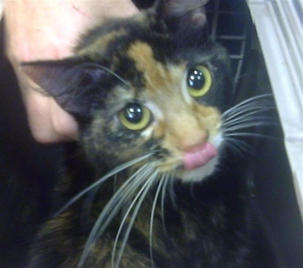 Shelter Stray Female Cat last seen MARYLAND AVE AND SHARK AVE, Land O' Lakes, FL 34638