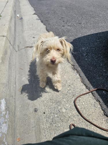 Found/Stray Unknown Dog last seen Peck Rd./Lower Azusa, El Monte, CA 91732