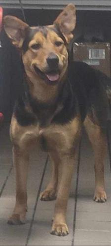 Found/Stray Female Dog last seen Dennys, La Porte, TX 77571