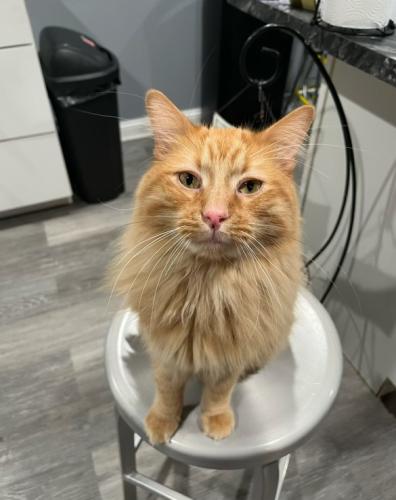 Lost Male Cat last seen 57th & Kostner, Chicago, IL 60629