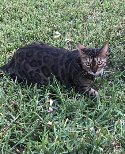 Lost Male Cat last seen Regent court, Corinth, TX 76210