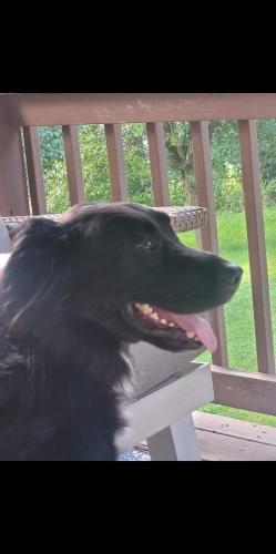 Lost Male Dog last seen Emma elementary, Asheville, NC 28806