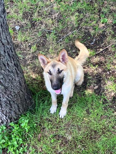 Found/Stray Female Dog last seen Target Webb chapel, Dallas, TX 75220