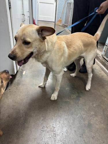 Found/Stray Male Dog last seen Gregory Blvd and fondren rd, Houston, TX 77071