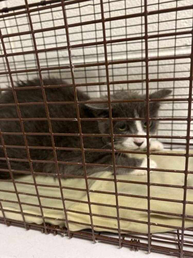 Shelter Stray Female Cat last seen Knoxville, TN 37917, Knoxville, TN 37919