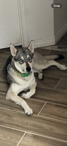 Lost Female Dog last seen Badger springs trail and heacock, Moreno Valley, CA 92557