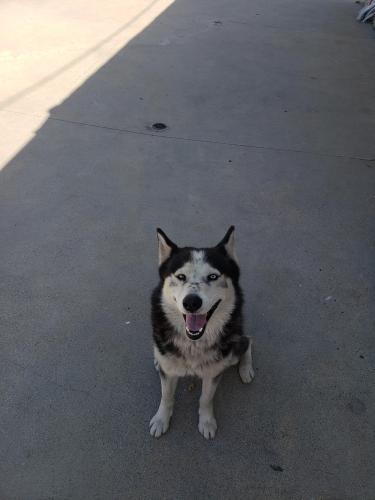 Lost Male Dog last seen Sunset and workman , West Covina, CA 91790