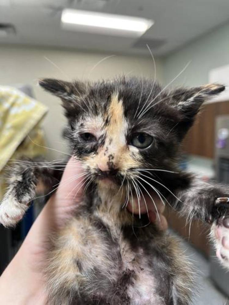 Shelter Stray Female Cat last seen Carllata st, 70802, LA, Baton Rouge, LA 70820