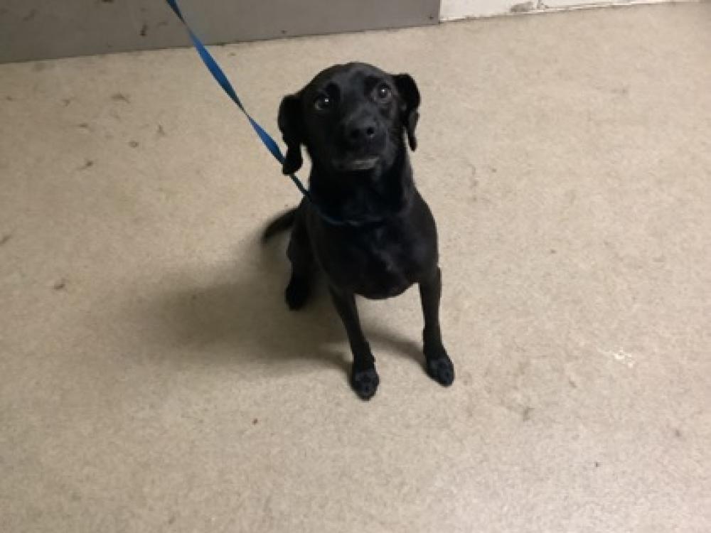 Shelter Stray Male Dog last seen Fort Worth, TX 76115, Fort Worth, TX 76119