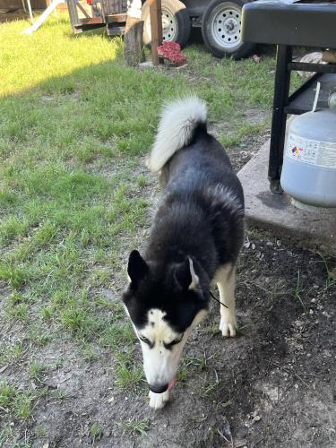 Found/Stray Male Dog last seen S Walnut Creek drive, Mansfield, TX 76063
