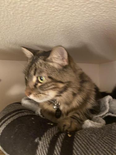 Lost Male Cat last seen Parkdale, San Diego, CA 92126