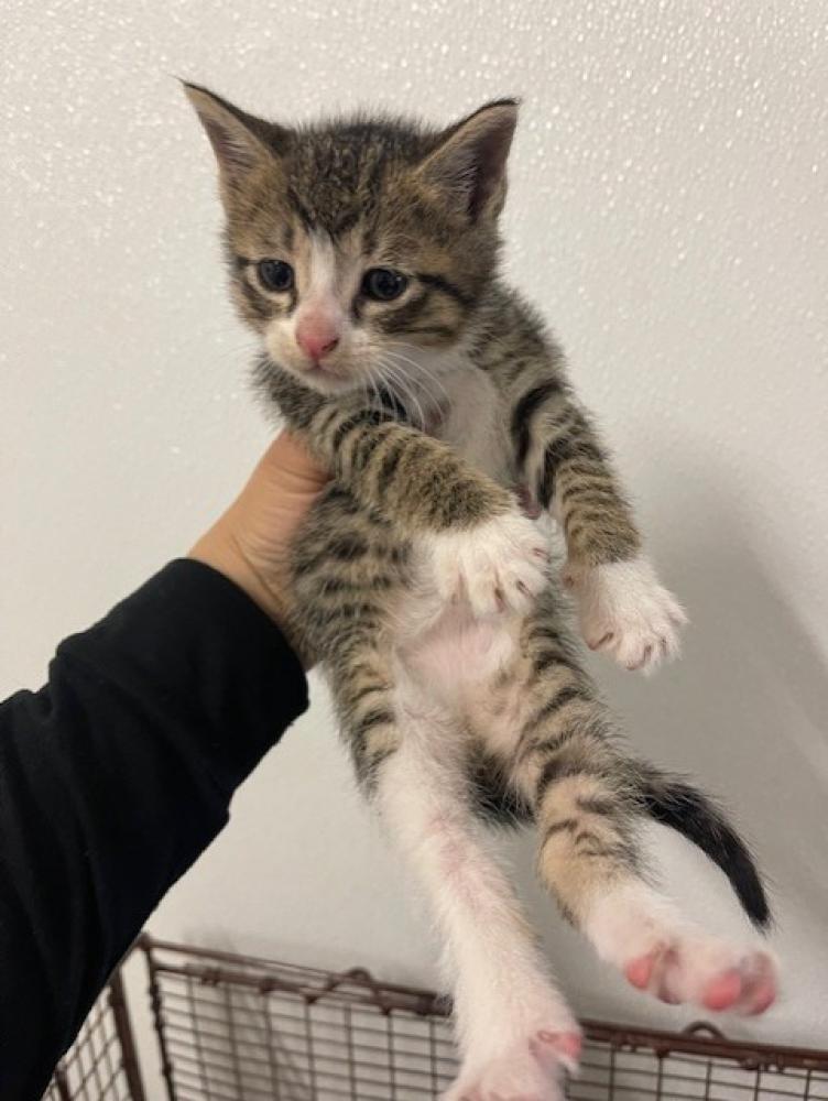 Shelter Stray Male Cat last seen TYRRELL, Hayward, CA 94544