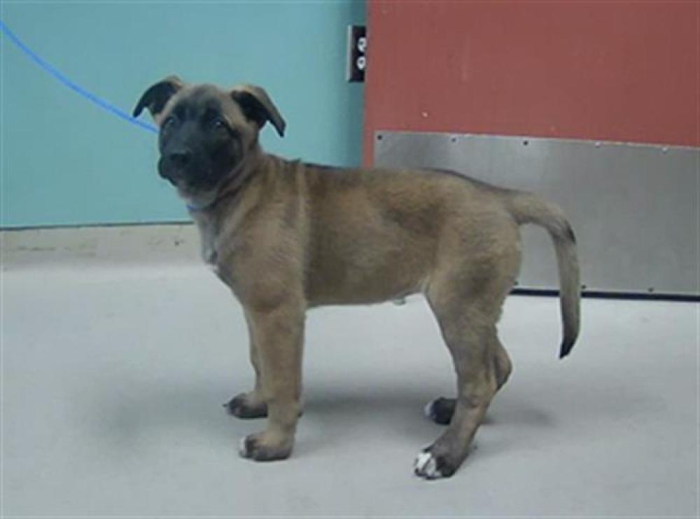 Shelter Stray Female Dog last seen SENECA DR, RENO NV 89506, Reno, NV 89502
