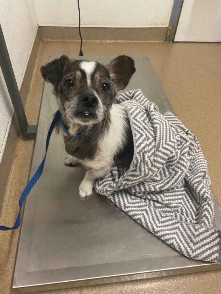 Shelter Stray Male Dog last seen MAGNA/DEAD END, Hayward, CA 94544