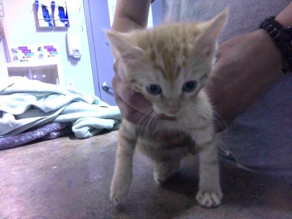 Shelter Stray Male Cat last seen Near BLOCK SAN LUIS RD, TALLAHASSEE FL 32304, Tallahassee, FL 32311