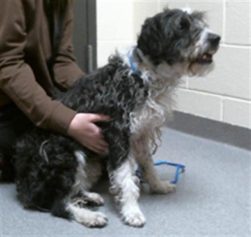 Shelter Stray Male Dog last seen Near BLOCK S UTICA ST, DENVER CO 80219, Denver, CO 80223