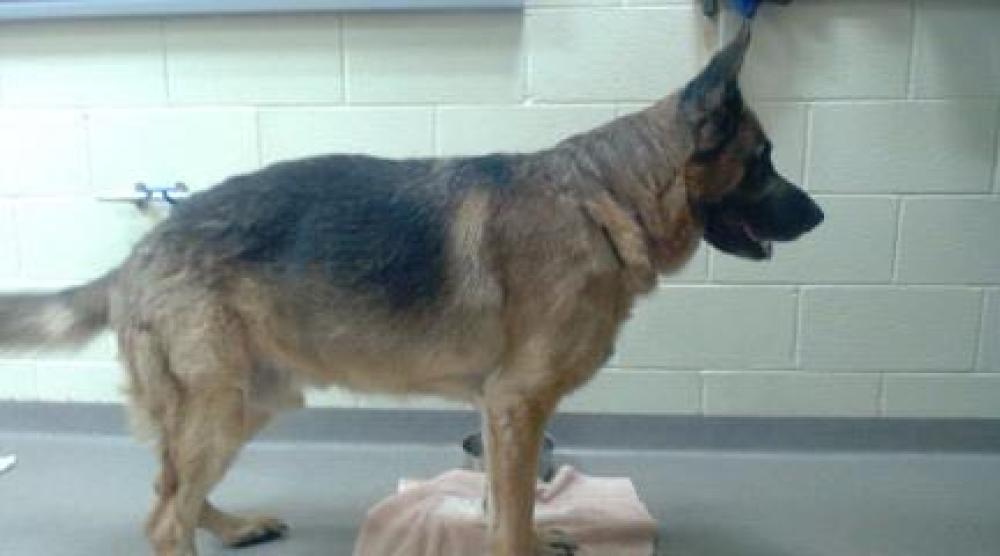 Shelter Stray Male Dog last seen Near BLOCK E JEWELL AVE, DENVER CO 80222, Denver, CO 80223