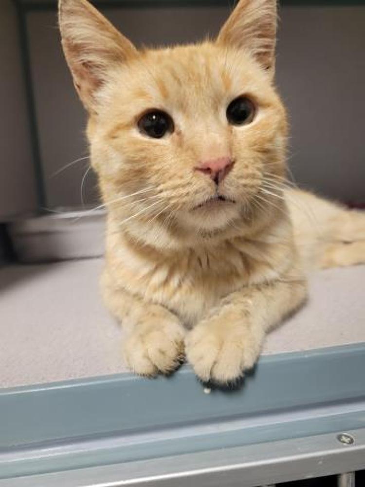Shelter Stray Male Cat last seen Near BLOCK MAMMOTH AVE, BAKERSFIELD CA 93308, Bakersfield, CA 93308