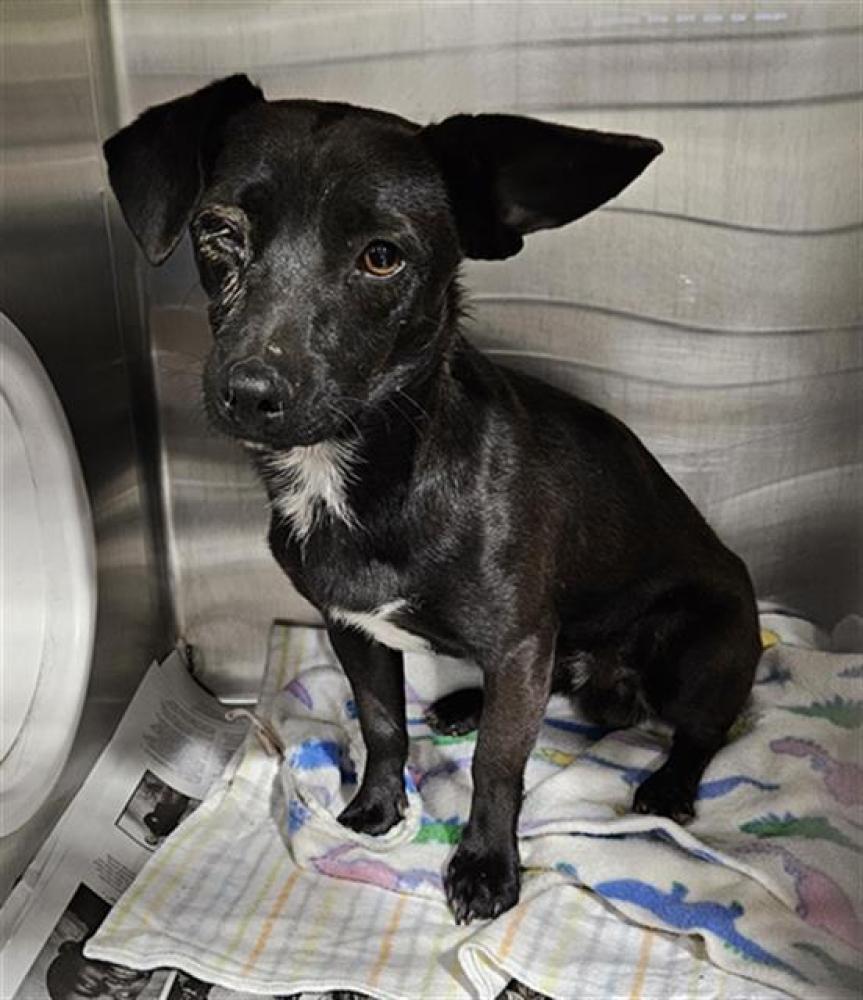 Shelter Stray Male Dog last seen Near BLOCK TAFT HWY, BAKERSFIELD CA 93311, Bakersfield, CA 93308