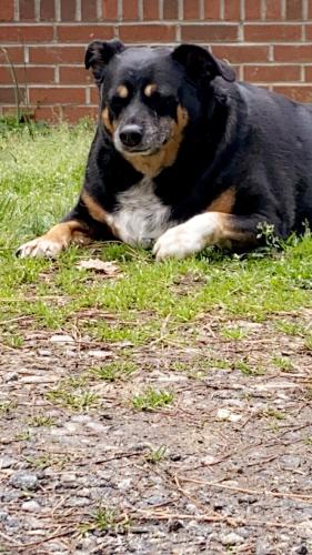 Lost Male Dog last seen Eagle Mills Rd Hamptonville , Iredell County, NC 28689