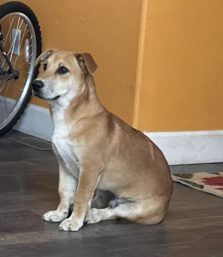 Lost Male Dog last seen Montgomery wallet park, San Diego, CA 92154
