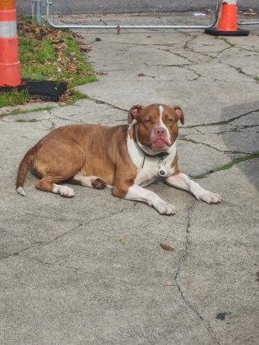 Lost Male Dog last seen Ewing / Winters, Dallas, TX 75216