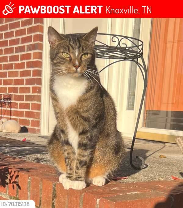 Lost Male Cat last seen Joe Hinton Road, Knoxville, TN 37931