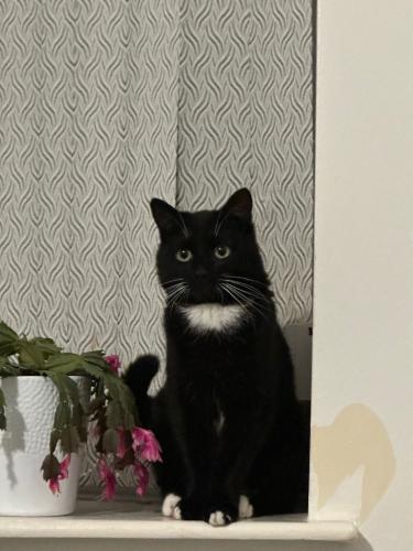 Lost Male Cat last seen Hayes End Recreation Ground , Greater London, England UB3 2TP