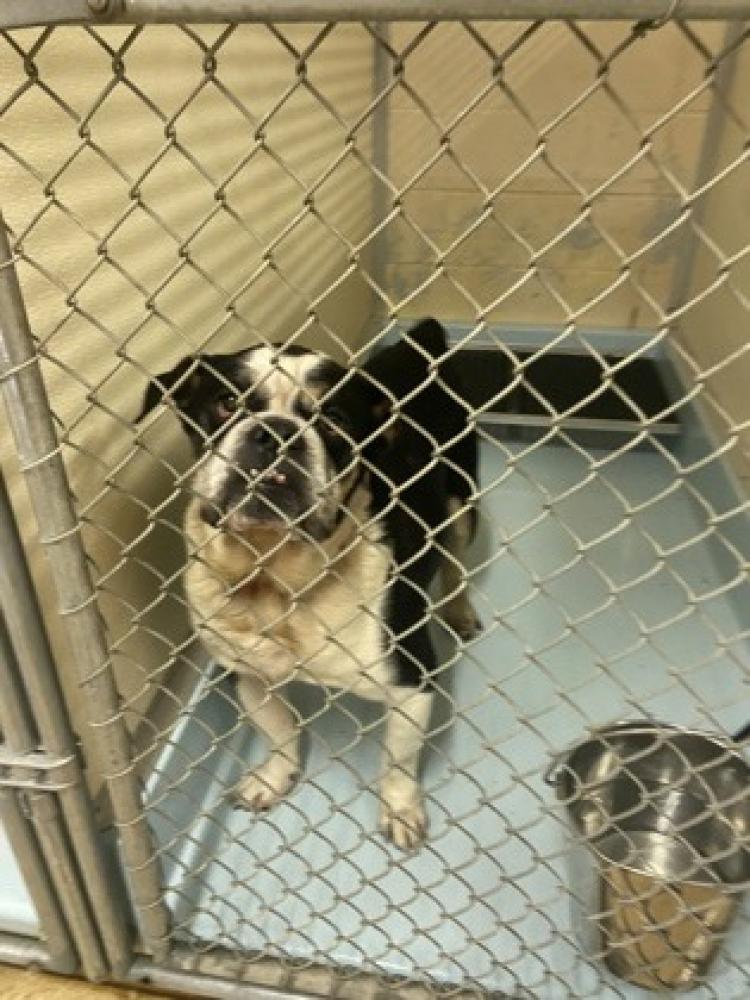 Shelter Stray Male Dog last seen Cincinnati, OH , Cincinnati, OH 45223