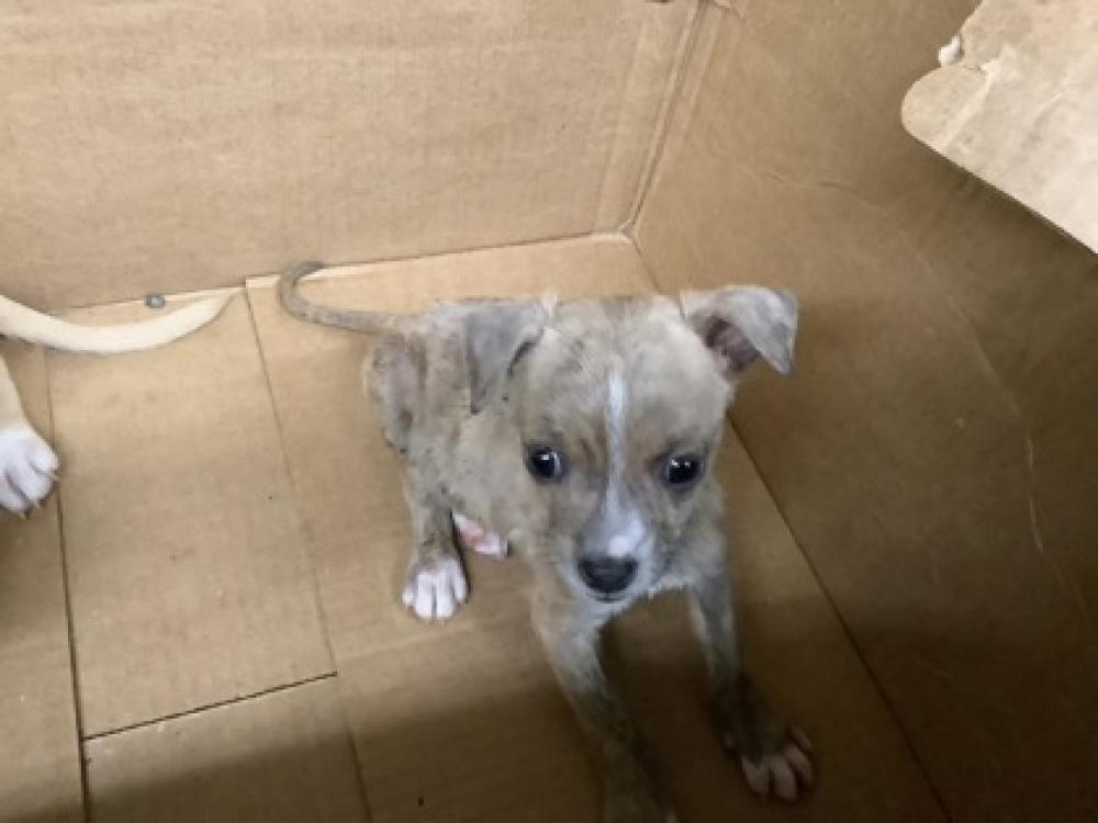 Shelter Stray Female Dog last seen Fort Worth, TX 76119, Fort Worth, TX 76119