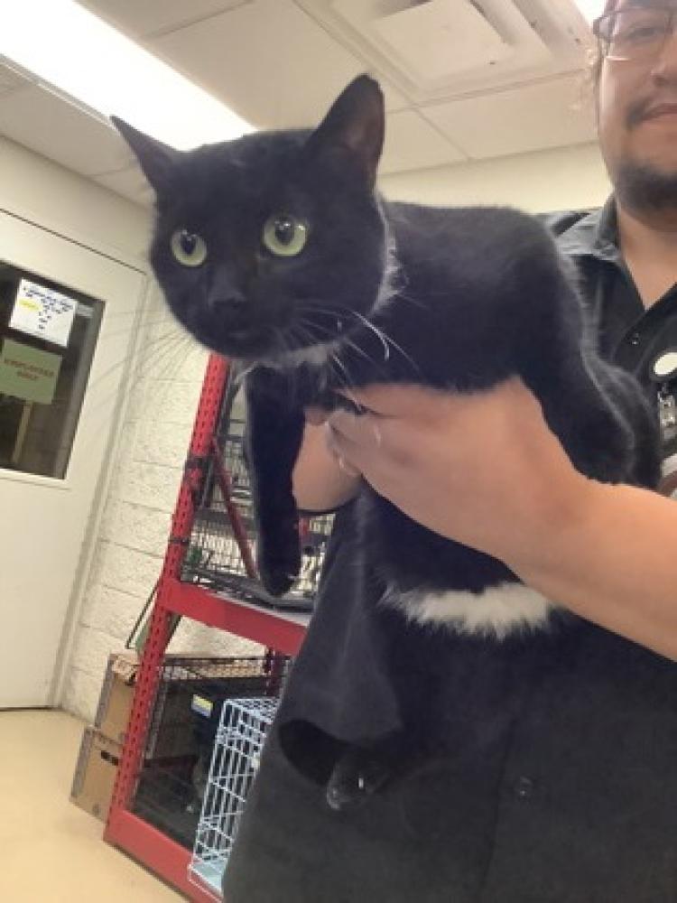 Shelter Stray Female Cat last seen Fort Worth, TX 76119, Fort Worth, TX 76119