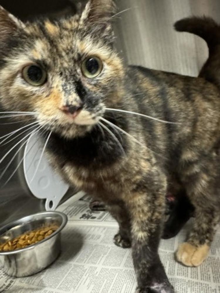 Shelter Stray Female Cat last seen Near Old highway 29 29684, Anderson County, SC, Anderson, SC 29622