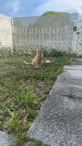 Lost Male Cat last seen Randolph Street, New Port Richey, FL 34653