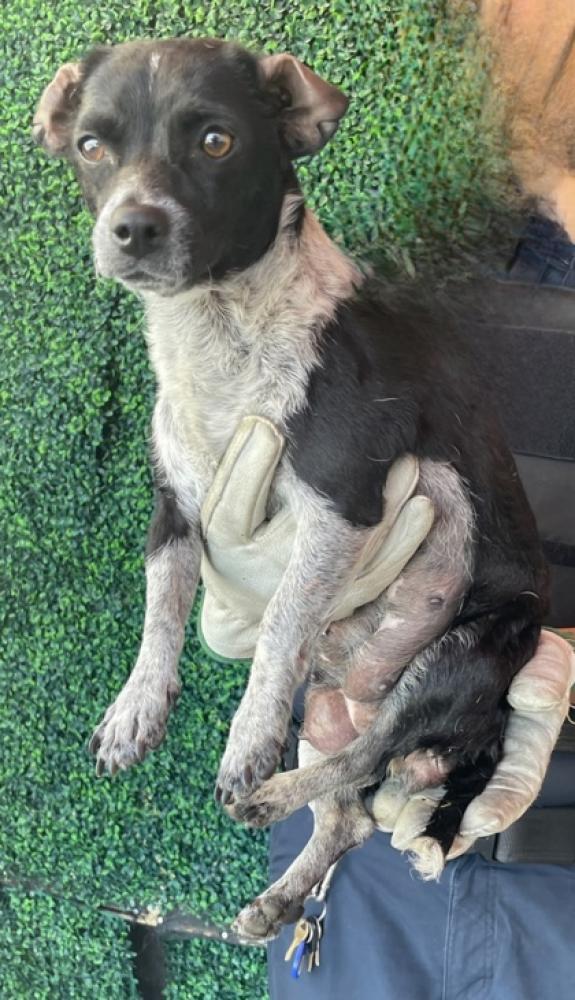 Shelter Stray Female Dog last seen El Paso, TX , Fort Bliss, TX 79906
