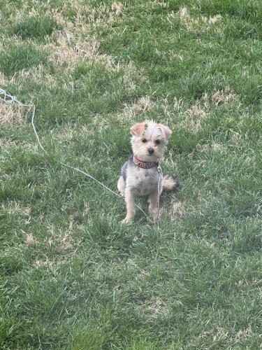 Lost Female Dog last seen 54th and Kessler , Indianapolis, IN 46228
