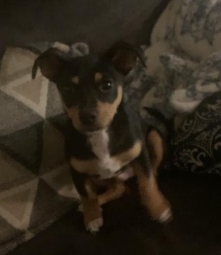 Lost Male Dog last seen Willow and Tulare, Fresno, CA 93727