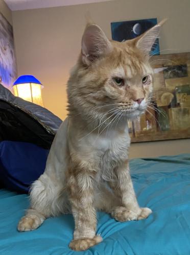 Lost Male Cat last seen Between stone and oracle , Tucson, AZ 85705