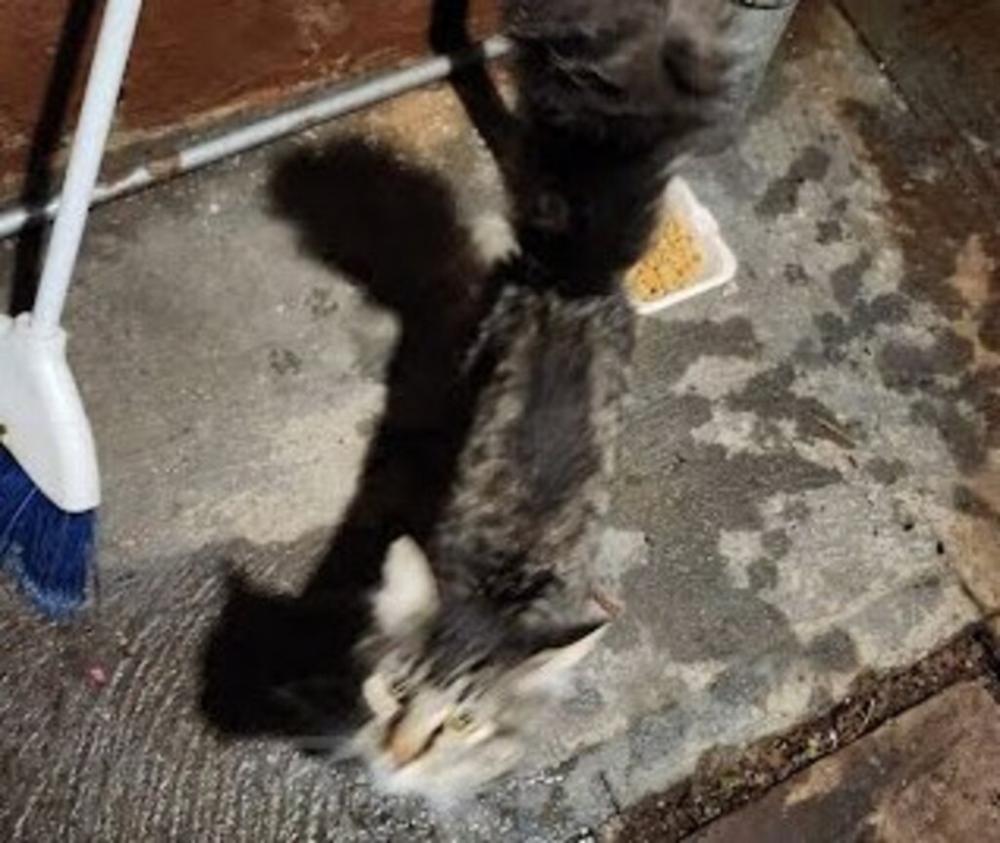 Shelter Stray Male Cat last seen Near W 115th Street, NEW YORK, NY, 10026, New York, NY 10029